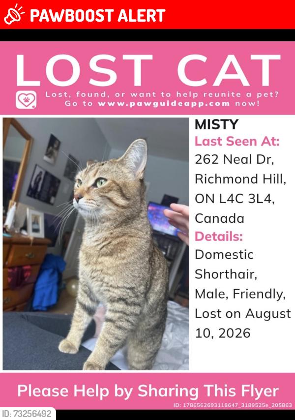 Lost Male Cat last seen Bayview Elgin mills, Richmond Hill, ON L4C 3J4