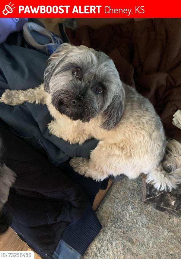 Lost Female Dog last seen 391st & Highway 400, Cheney, KS 67025