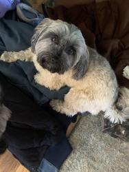 Lost Female Dog last seen 391st & Highway 400, Cheney, KS 67025