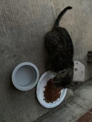 Found/Stray Unknown Cat last seen Hideaway, Cleburne, TX 76033