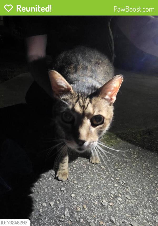Reunited Unknown Cat last seen Kelly and maplewood, Garner, NC 27529