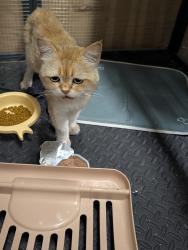 Found/Stray Unknown Cat last seen Shaw and Forest green, Puyallup, WA 98374
