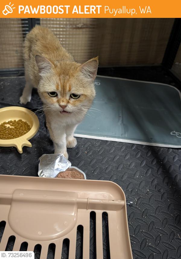 Found/Stray Unknown Cat last seen Shaw and Forest green, Puyallup, WA 98374