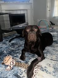 Reunited Male Dog last seen Trailwood ln, Lexington, KY 40511