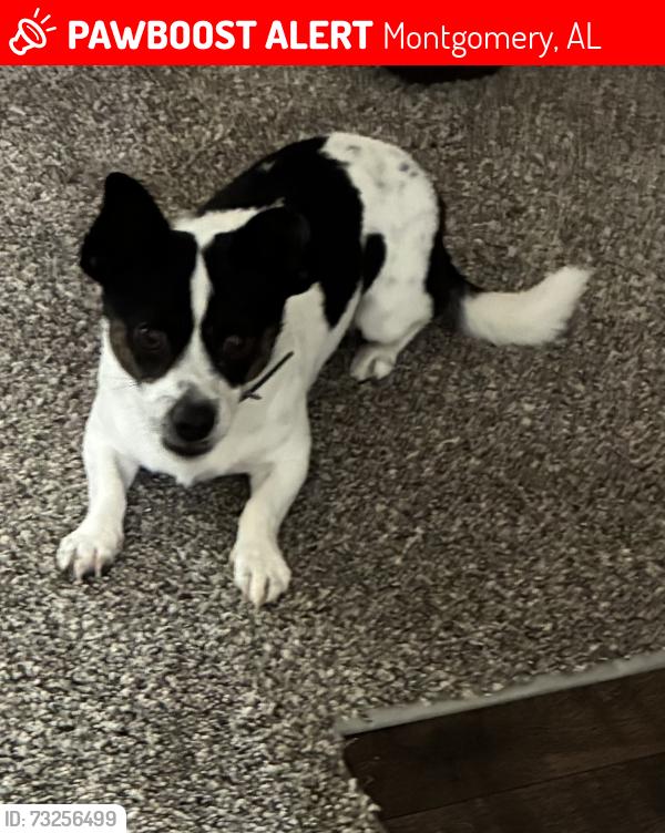 Lost Male Dog last seen Buckingham dr, Montgomery, AL 36116