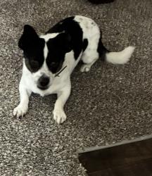 Lost Male Dog last seen Buckingham dr, Montgomery, AL 36116