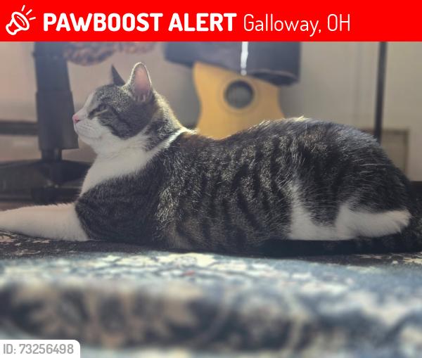 Lost Male Cat last seen Village park, Galloway, OH 43119