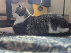 Lost Male Cat last seen Village park, Galloway, OH 43119