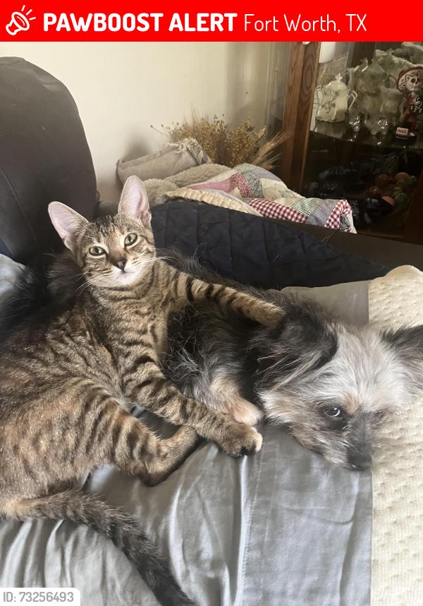 Lost Female Cat last seen Martha, Fort Worth, TX 76103