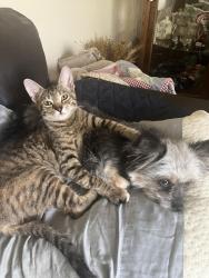 Lost Female Cat last seen Martha, Fort Worth, TX 76103