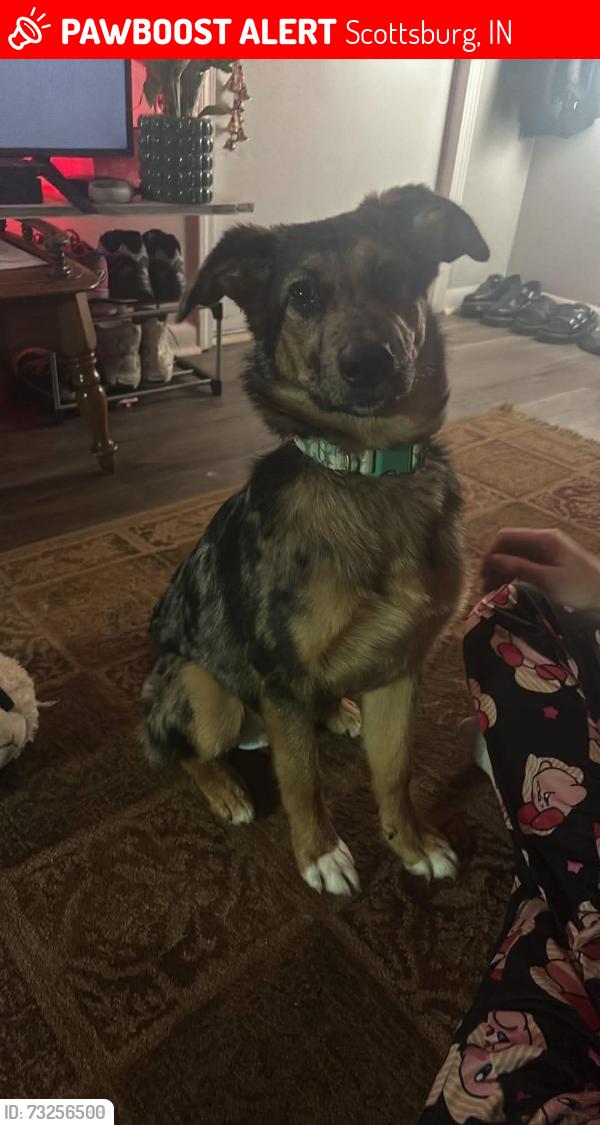 Lost Female Dog last seen W Carla lane, Scottsburg, IN 47170