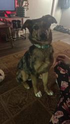 Lost Female Dog last seen W Carla lane, Scottsburg, IN 47170