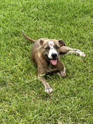 Found/Stray Unknown Dog last seen Prue and Country Dawn, San Antonio, TX 78240