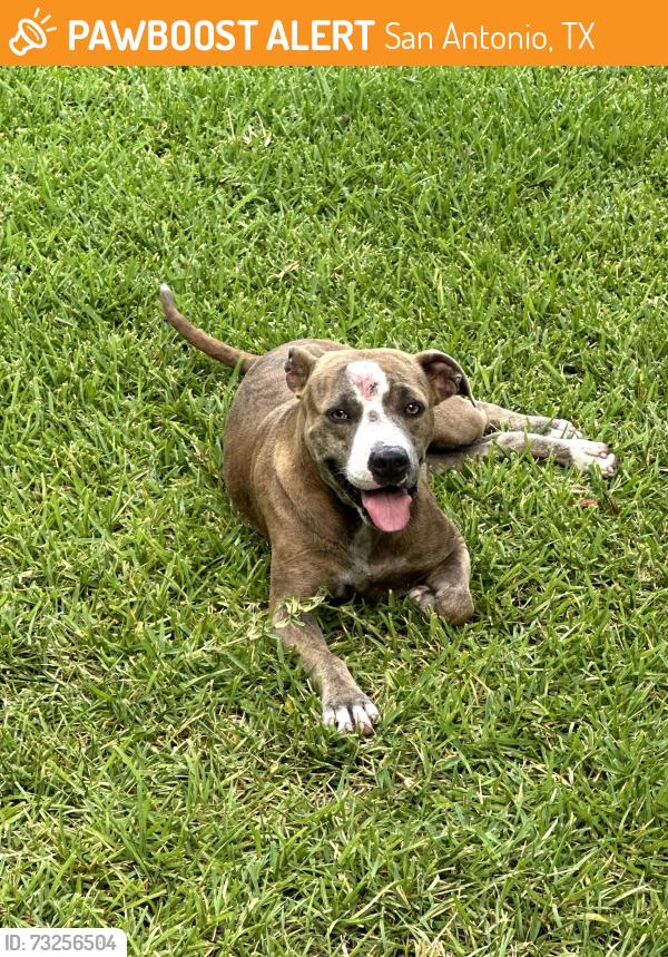 Found/Stray Unknown Dog last seen Prue and Country Dawn, San Antonio, TX 78240