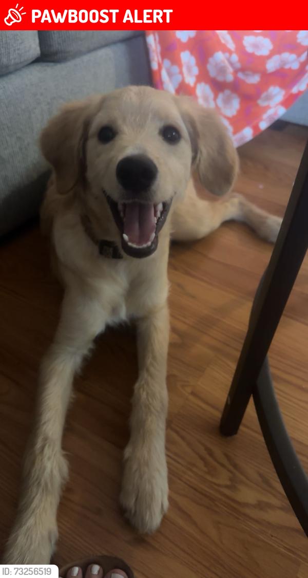 Lost Female Dog last seen Sophia walker mill rd -New markert area, Randolph County, NC 27350