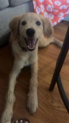 Lost Female Dog last seen Sophia walker mill rd -New markert area, Randolph County, NC 27350