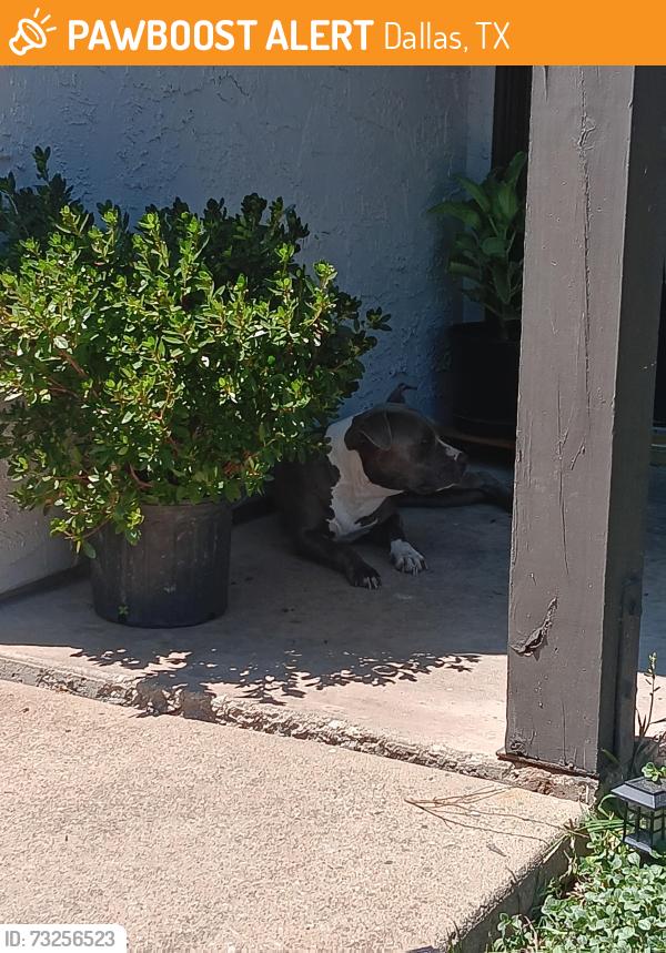 Found/Stray Female Dog last seen Skillman and Audelia Road, Dallas, TX 75238