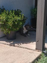 Found/Stray Female Dog last seen Skillman and Audelia Road, Dallas, TX 75238