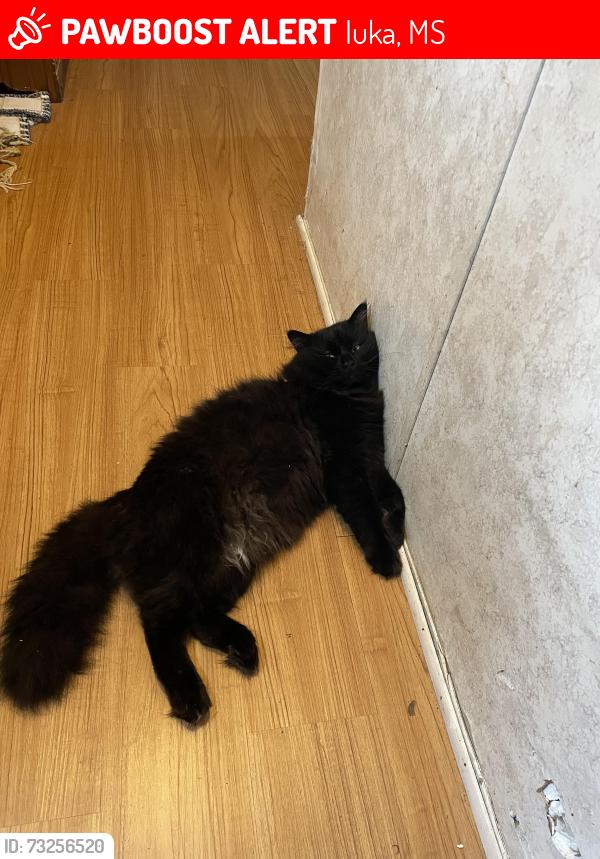 Lost Male Cat last seen Cemetery, Iuka, MS 38852