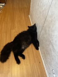 Lost Male Cat last seen Cemetery, Iuka, MS 38852