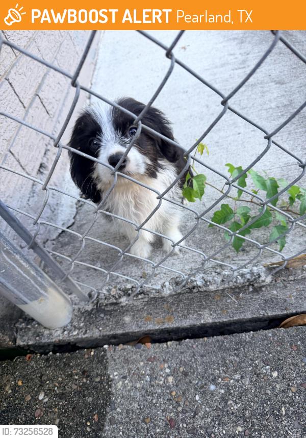 Found/Stray Unknown Dog last seen Midlane, Pearland, TX 77581