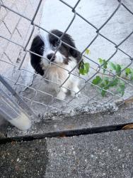 Found/Stray Unknown Dog last seen Midlane, Pearland, TX 77581