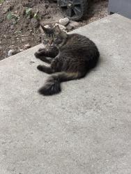 Lost Female Cat last seen 38th and Quail between Kipling and simms, Wheat Ridge, CO 80033
