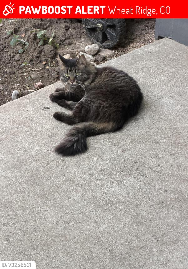 Lost Female Cat last seen 38th and Quail between Kipling and simms, Wheat Ridge, CO 80033