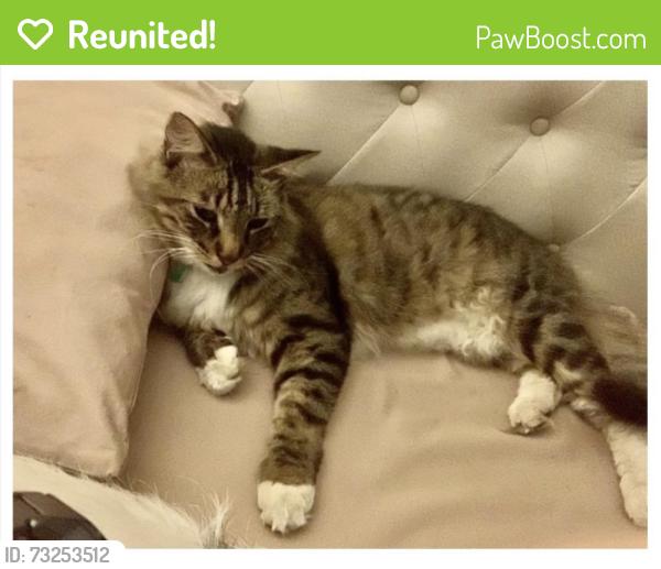 Reunited Male Cat last seen 62nd Avenue and 25th Street North, St Petersburg, Fl. 33702, St. Petersburg, FL 33702