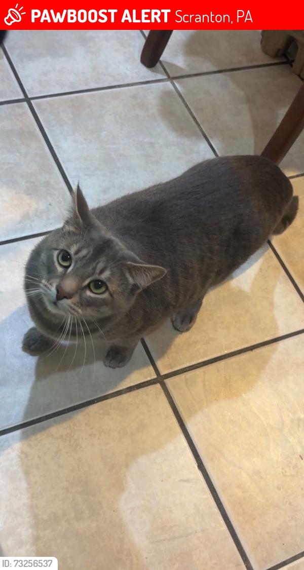 Lost Male Cat last seen McCarthy Flowers, Scranton, PA 18505