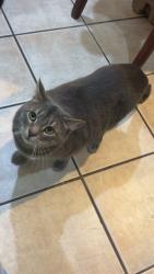 Lost Male Cat last seen McCarthy Flowers, Scranton, PA 18505