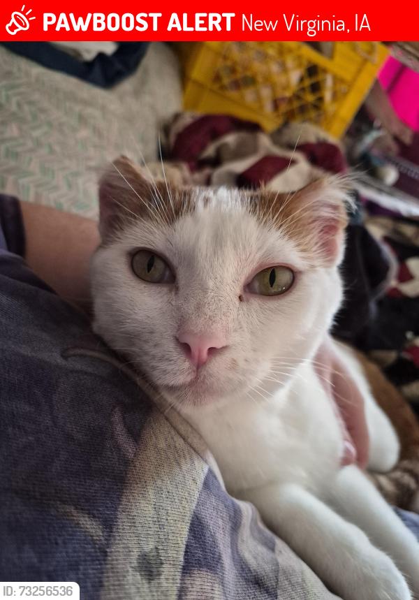 Lost Male Cat last seen I live in an apmt building on west street, New Virginia, IA 50210