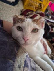 Lost Male Cat last seen I live in an apmt building on west street, New Virginia, IA 50210