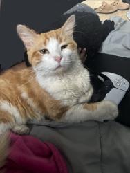 Lost Male Cat last seen White pick up truck, Sunrise, FL 33351