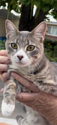 Found/Stray Male Cat last seen Near n Clearfield Ut, Clearfield, UT 84015