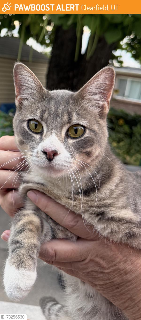 Found/Stray Male Cat last seen Near n Clearfield Ut, Clearfield, UT 84015