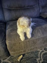 Lost Female Dog last seen Annandale bakery, Staten Island, NY 10312