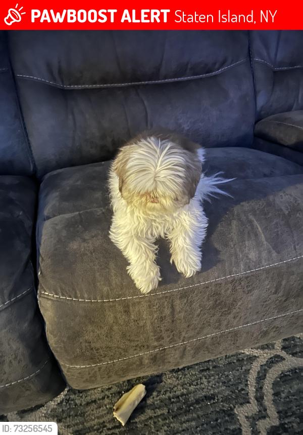 Lost Female Dog last seen Annandale bakery, Staten Island, NY 10312