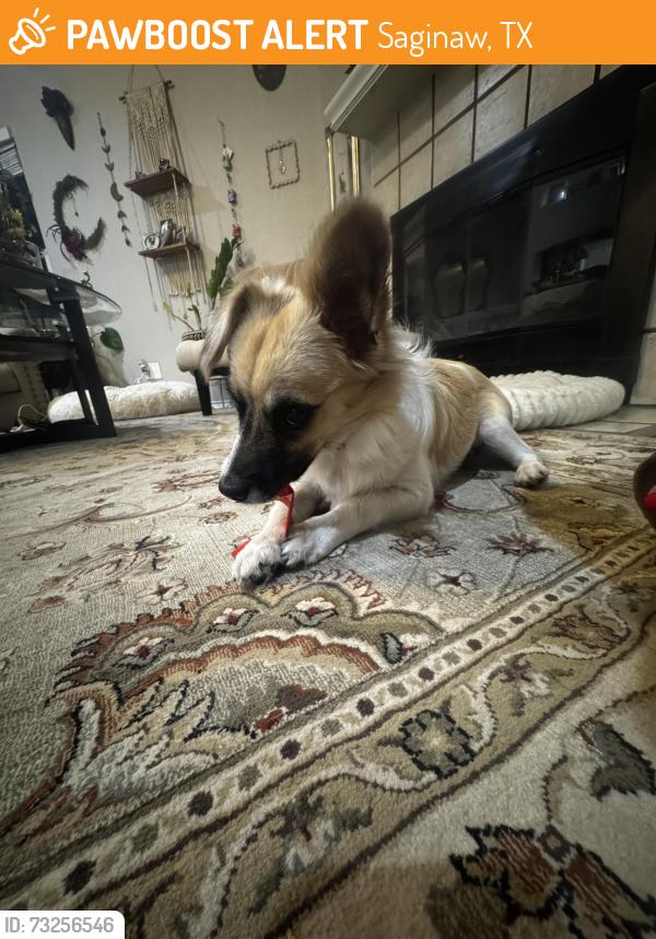 Found/Stray Male Dog last seen Longhorn and old Decatur, Saginaw, TX 76179