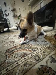 Found/Stray Male Dog last seen Longhorn and old Decatur, Saginaw, TX 76179