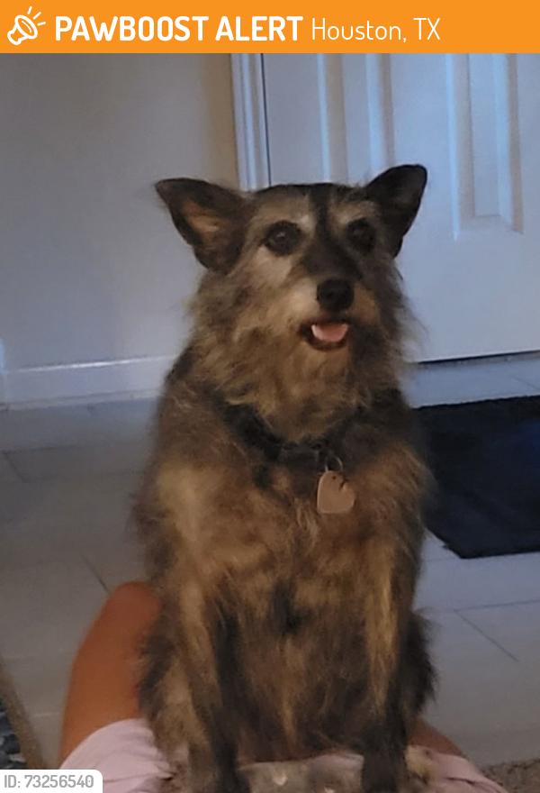 Found/Stray Female Dog last seen Champion Drive and Godstone, Houston, TX 77069