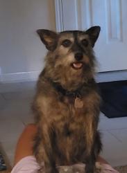 Found/Stray Female Dog last seen Champion Drive and Godstone, Houston, TX 77069