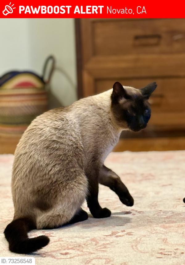 Lost Male Cat last seen Last spotted at above address. Lives on Half Moon Rd in Novato, Novato, CA 94947