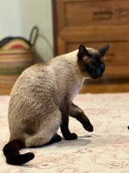 Lost Male Cat last seen Last spotted at above address. Lives on Half Moon Rd in Novato, Novato, CA 94947