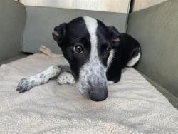 Shelter Stray Male Dog last seen BROADWAY & MARTIN LUTHER KING JR BLVD, 2127 Front St, Sacramento, CA 95818, USA