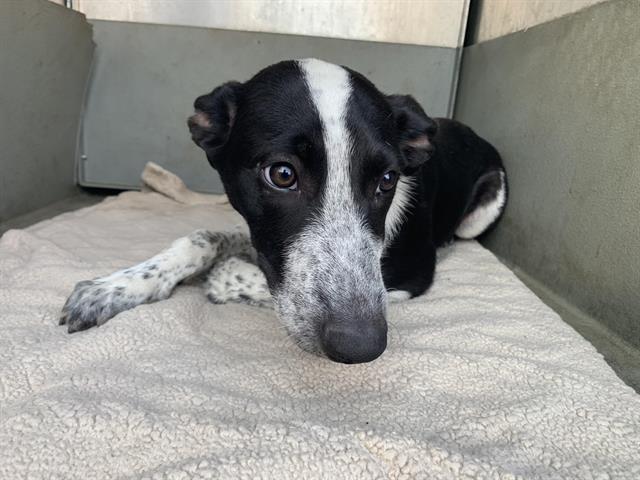 Shelter Stray Male Dog last seen BROADWAY & MARTIN LUTHER KING JR BLVD, 2127 Front St, Sacramento, CA 95818, USA