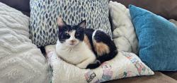 Lost Female Cat last seen 127th and N Stark Ave, Liberty Township, MO 64068