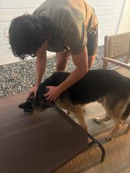 Found/Stray Male Dog last seen zocalo way, Meridian, ID 83642