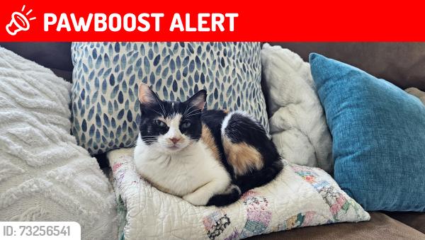 Lost Female Cat last seen 127th and N Stark Ave, Liberty Township, MO 64068