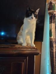 Lost Male Cat last seen Near Stanaford rd danese, Danese, WV 25831